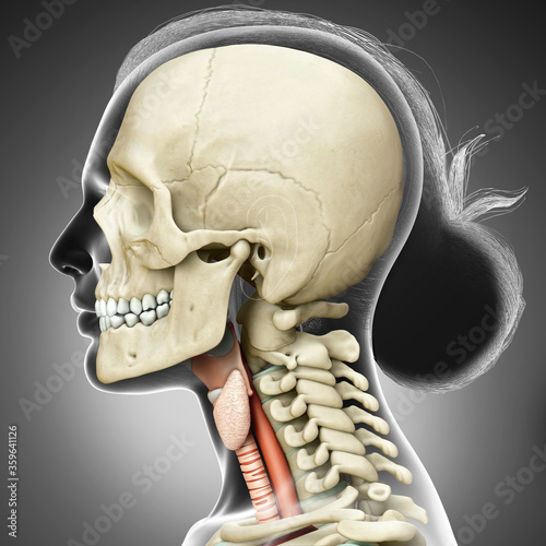 3d rendered medically accurate illustration of the female larynx anatomy photo
