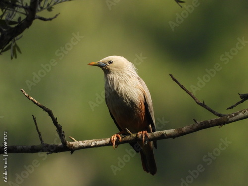 Malabar starling, Nilgiris