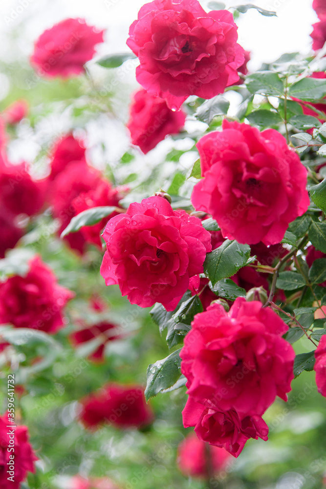 rose bush flowers during blossoming after rain rose bush flowers during blossoming after rain
