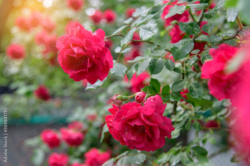 rose bush flowers during blossoming after rain rose bush flowers during blossoming after rain