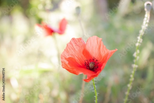 Isolated single poppy in natural habitat illiminated by the sunlight. Dreamy ethereal scene with focus on foreground and bokeh background.