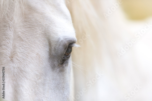 A detail of white horse