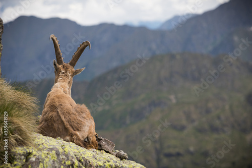 a portrait of ibex