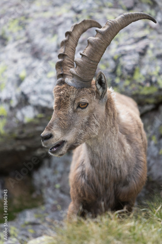 a portrait of ibex