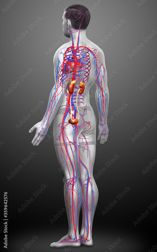 3d rendered, medically accurate illustration of the kidneys and circulatory system 3d rendered, medically accurate illustration of the kidneys and circulatory system