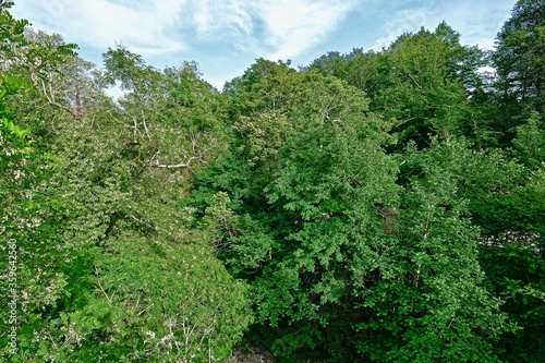 crowns of trees and shrubs with dense foliage