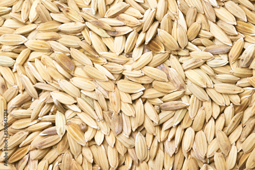 Paddy rice texture seamless patterns abstract food background Paddy rice texture seamless patterns abstract food background
