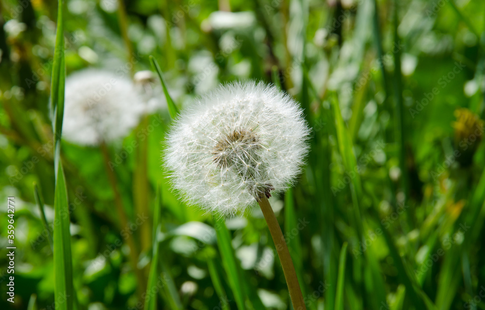 Dandelion on a green meadow Dandelion on a green meadow