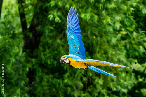 flying beautifully coloured parrot ara  (Ara ararauna) costa rica.