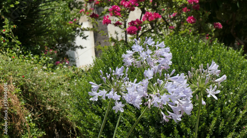Exotic pale blue Agapanthus or Lily of the Nile flowers
