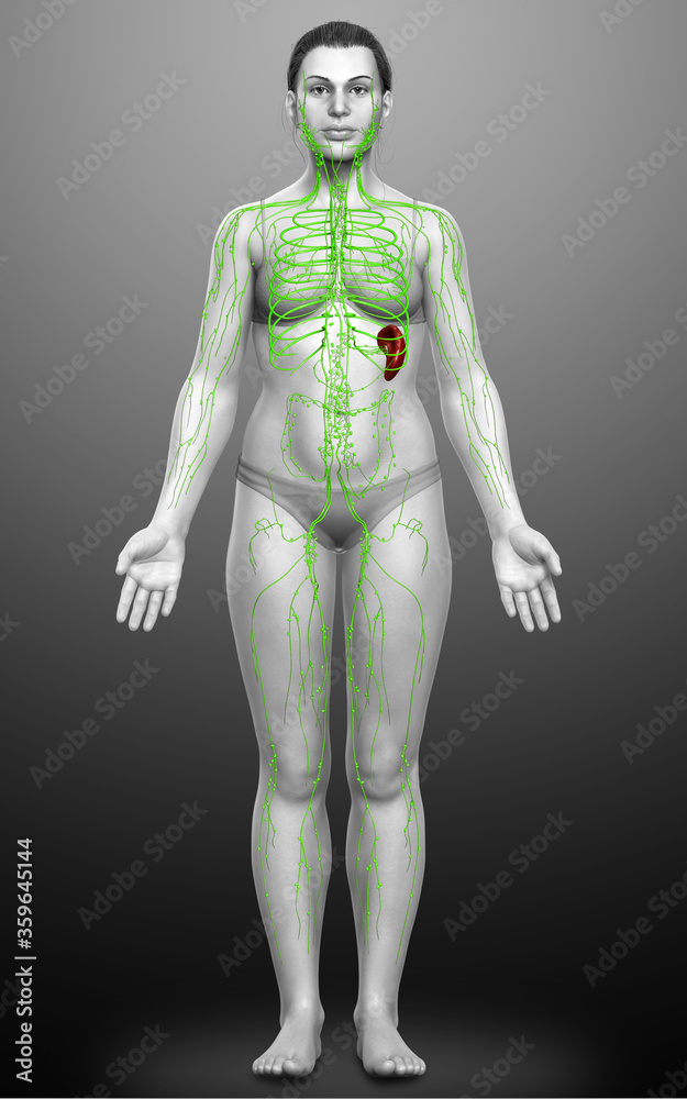 3d rendered medically accurate illustration of a female lymphatic system