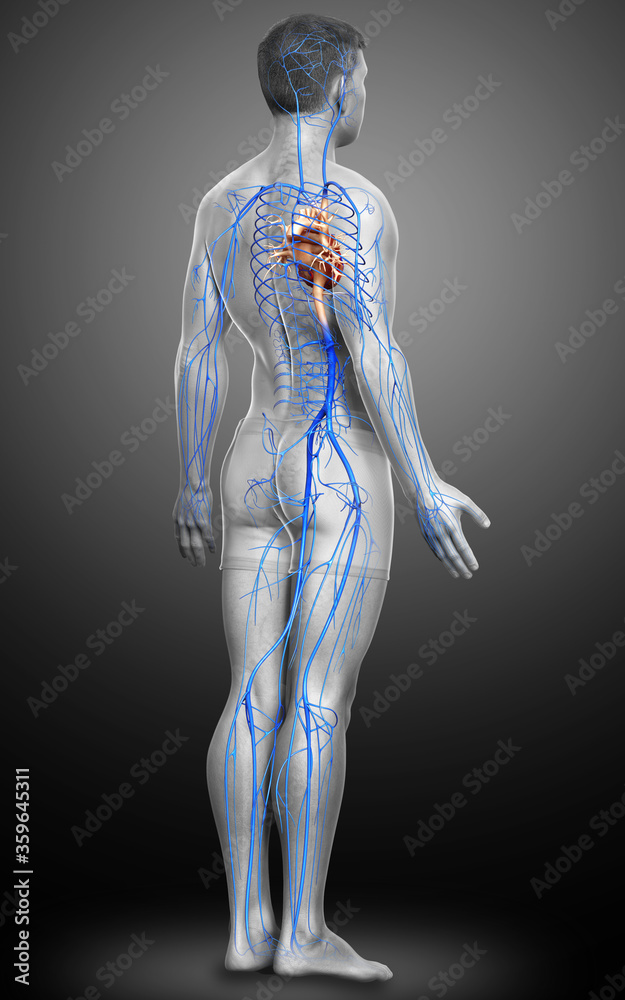 3d rendered medically accurate illustration of a male Veins anatomy 3d rendered medically accurate illustration of a male Veins anatomy