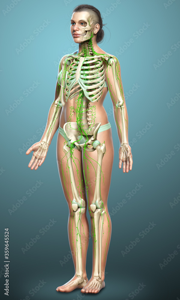3d rendered medically accurate illustration of a female lymphatic system