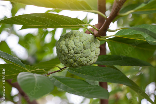 Raw custard apple or sugar apple fruit on tree with sunlight in the garden on blur nature background. Is a Thai herb.