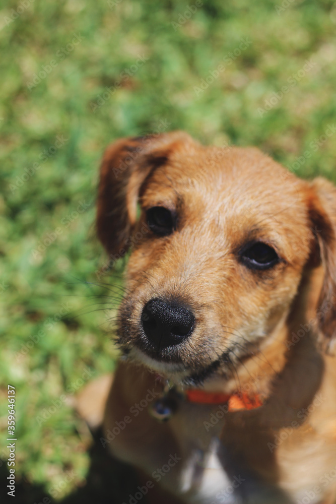 pet dog sitting on the grass looking at the camera detail of nose and eyes with grass in the background pet dog sitting on the grass looking at the camera detail of nose and eyes with grass in the background
