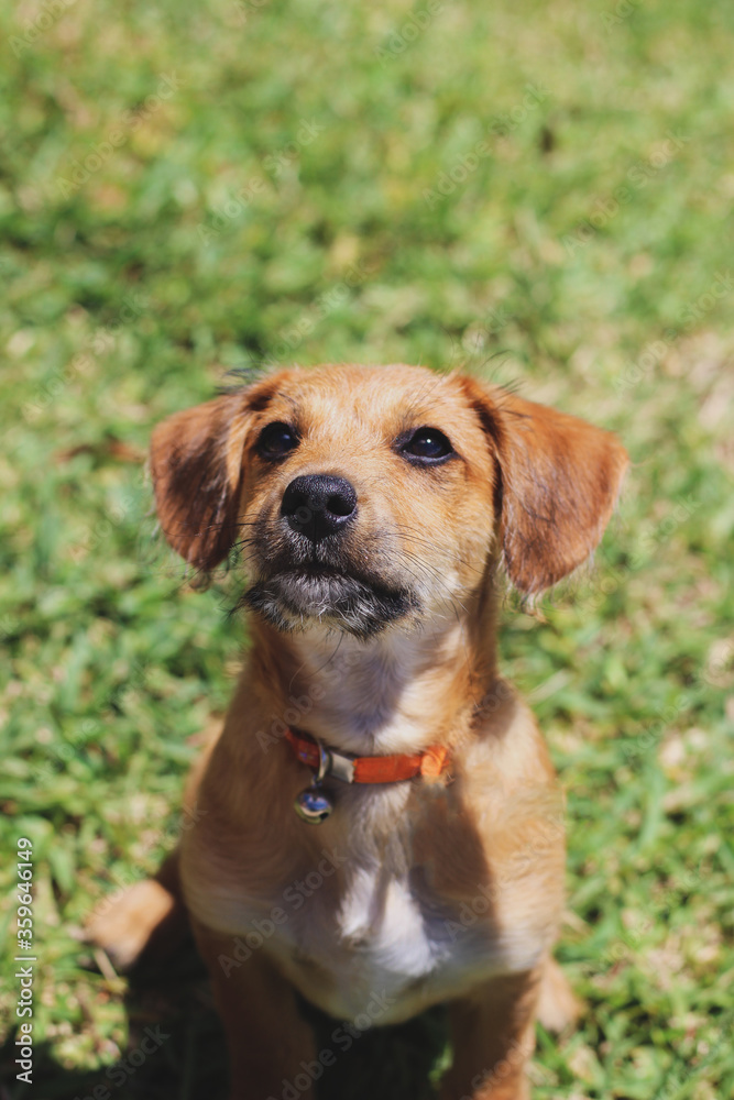 dog cute sitting on the grass looking at the owner dog cute sitting on the grass looking at the owner