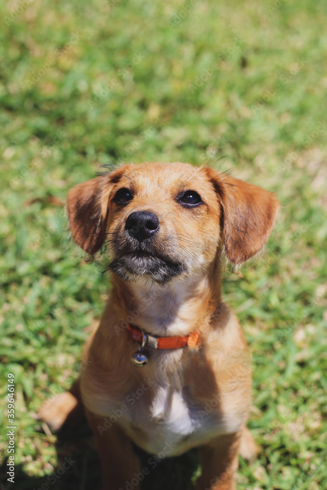 dog cute sitting on the grass looking at the owner