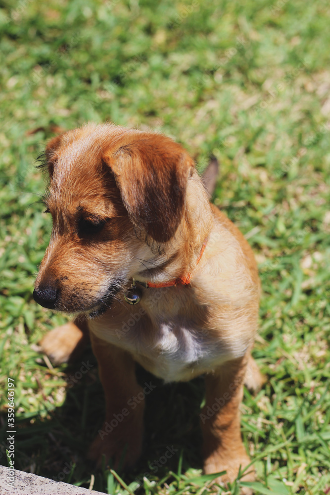 brown dog looking down with grass in the background brown dog looking down with grass in the background
