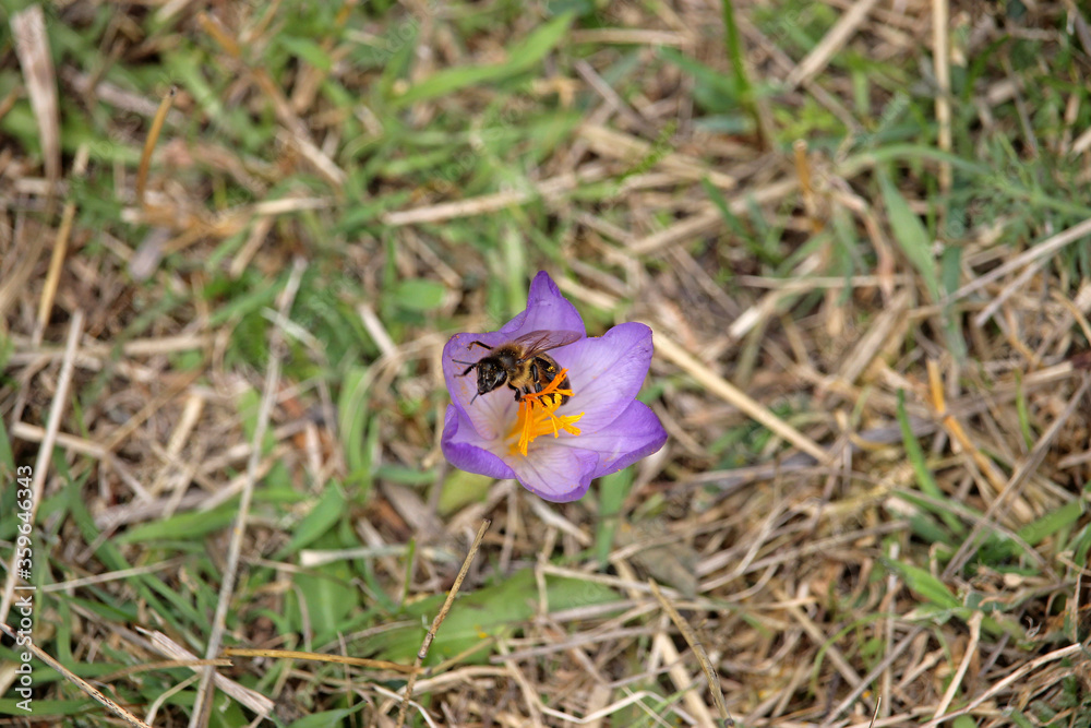 Fototapeta premium European honey bee (Apis mellifera) pollinating Crocus nudiflorus in the cantabrian mountain range, northwest Spain