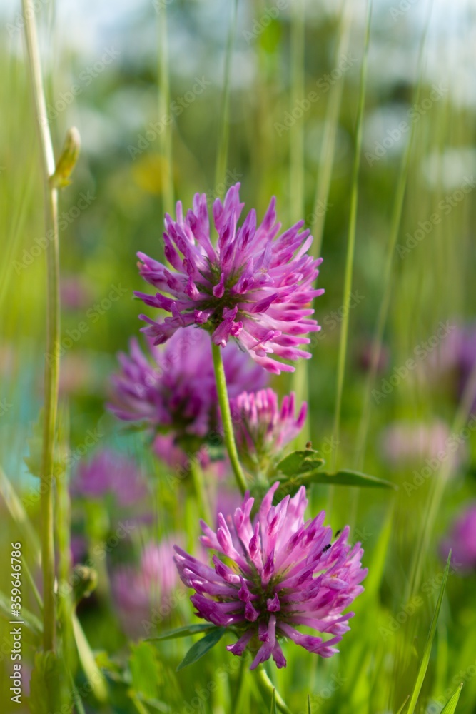 field with clover, violet clover field with clover, violet clover