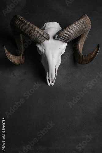 Skull goat gray plastered wall hanging in the center