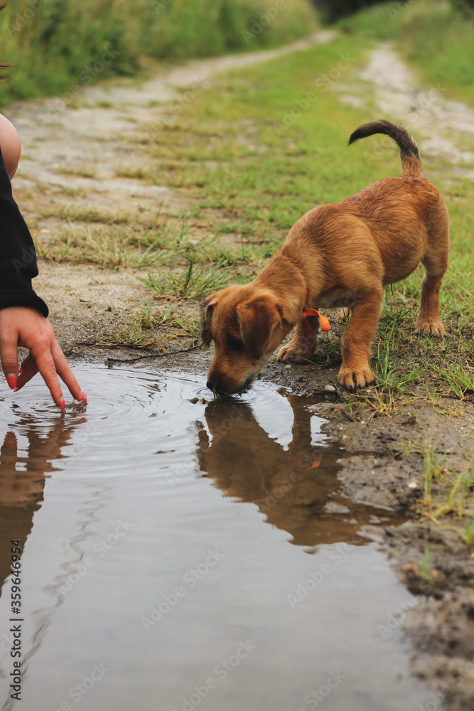 brown dog drinking water in a puddle, nature, tongue, cute, vertical