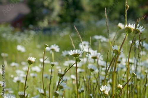 Spring daisy meadow, many daisies are loocking for the sun © Nikola