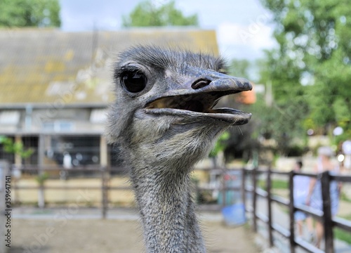 Ostrich largest bird zoo animal beautiful eyes farm live  background