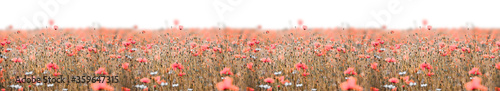 Poppy field panorama with pink poppies and deep sharpness