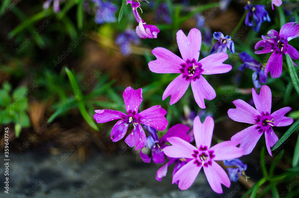 Creeping phlox (Phlox subulata), also known as the moss phlox.Macro photo nature lilac wild Phlox subulata flower. Texture background blooming wildflower. The image of a plant lilac purple. Close up.
