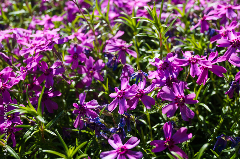 Creeping phlox (Phlox subulata), also known as the moss phlox.Macro photo nature lilac wild Phlox subulata flower. Texture background blooming wildflower. The image of a plant lilac purple. Close up.