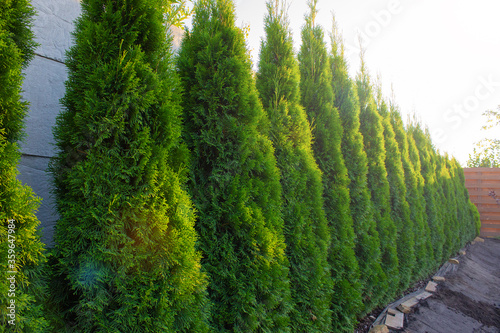 Bilde på lerret Green hedge of thuja trees in the courtyard of the house