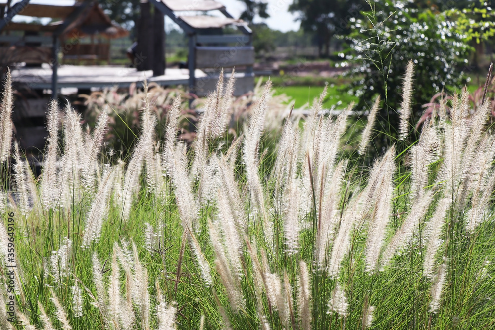Fototapeta premium Fountain grass or Imperata cylindrica beauv