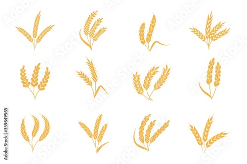 Wheat and rye ears. Harvest stalk grain spike icon. Elements for organic food logo, bread packaging or beer label. Isolated vector silhouette set