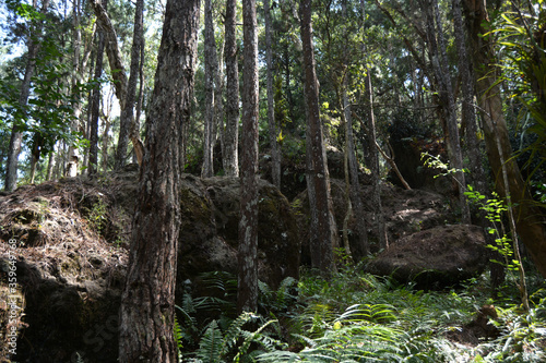 giant rocks in the forest