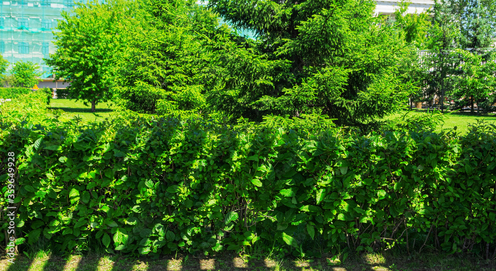 Park pop art. Trimmed green bushes are in the park. A shadow in the form of diagonal lines falls on the bushes. Park pop art. Trimmed green bushes are in the park. A shadow in the form of diagonal lines falls on the bushes.
