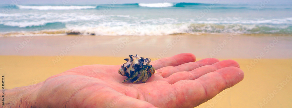 Obraz premium man holds a sea crab in his hand against the background of the blue ocean and sea sand