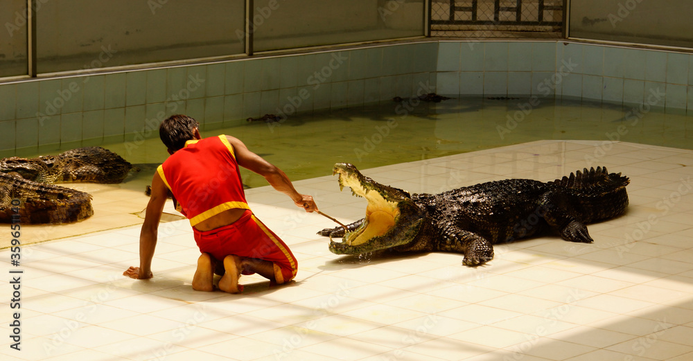 a man teases a crocodile. Dangerous entertainment       