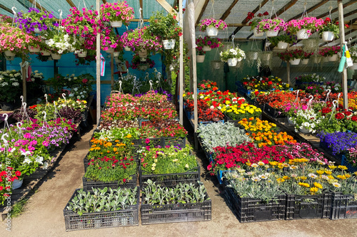 Variety blooming flowers in local market for decorating the local area. Decorative petunia and other plants are for sale. Garden shop with flowers. Flowers delivery. #359651787