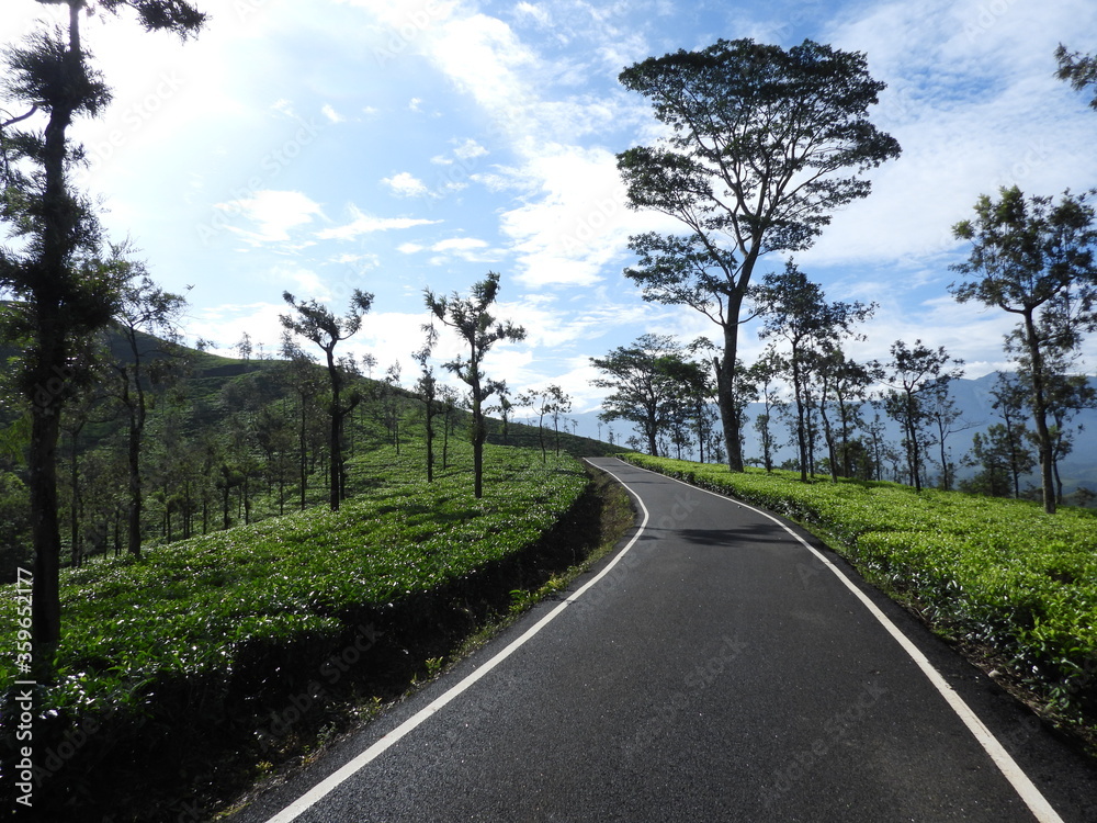 Naklejka premium Tree Plantation, Nilgiris