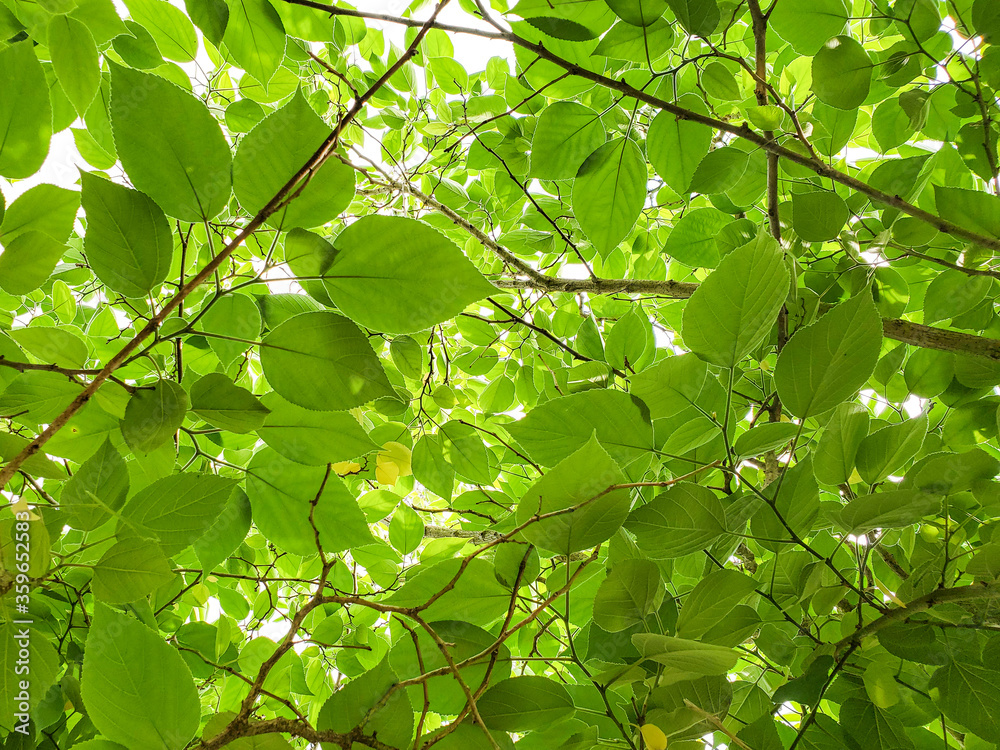Green leaves foliage on bright sunbeams background,texture pattern Green leaves foliage on bright sunbeams background,texture pattern