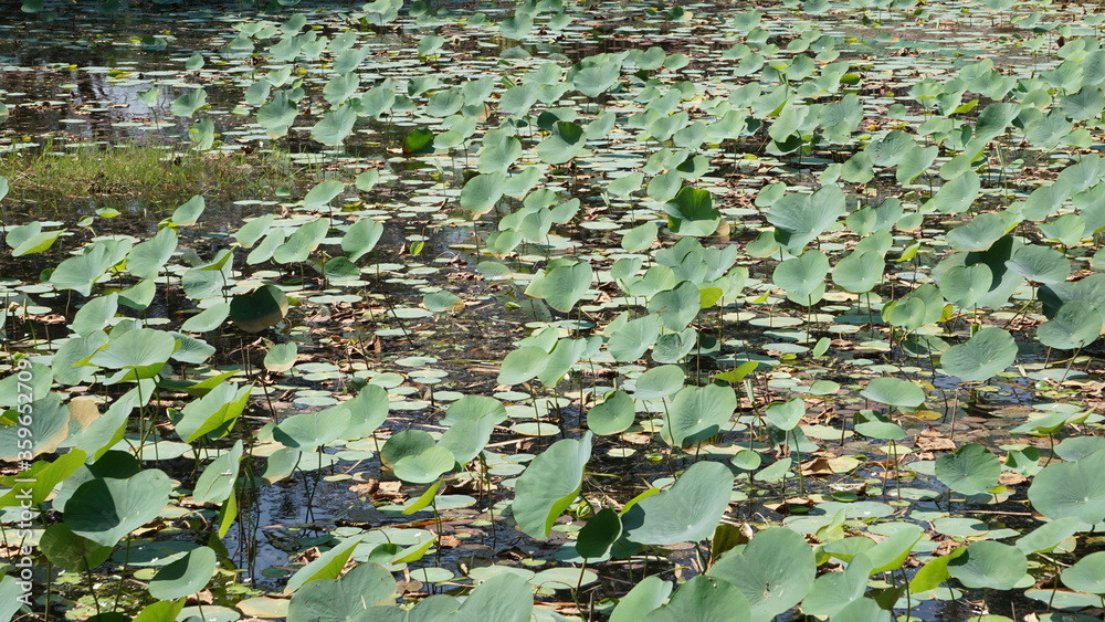 lotus plant in pond lotus plant in pond
