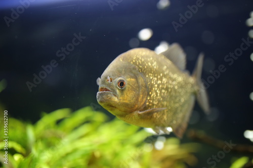 3/4 of the profile of a fish (piranha) swimming in an aquarium. It is yellowish with golden scales reflecting light.