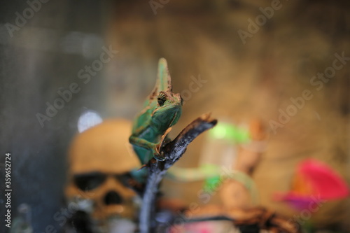 Colourful chameleon standing on a tree branch in a terrarium.