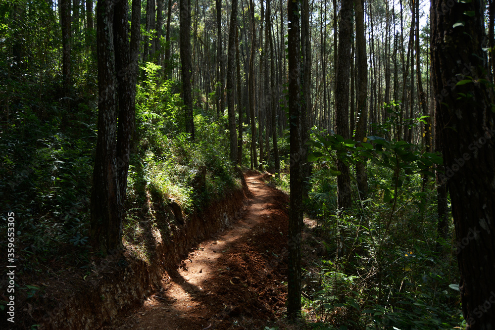 path in the forest