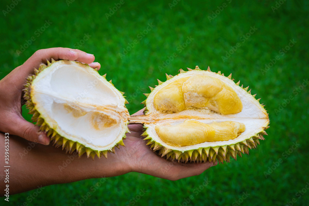 Fototapeta premium Man's hands holding halves of ripe, sweet, fresh durian fruit. King of fruits.