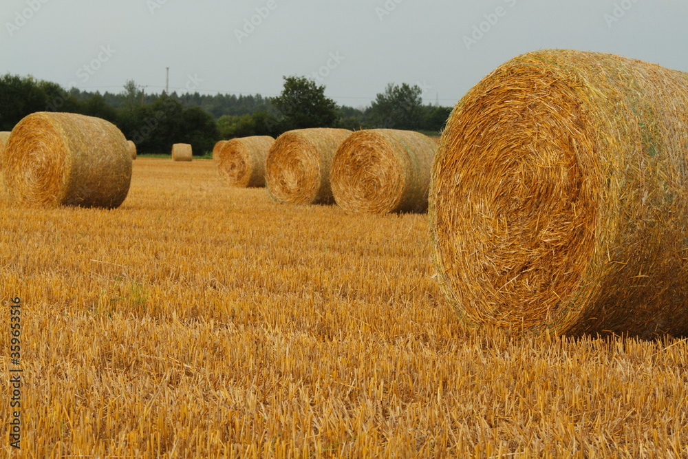 Fototapeta premium Deep view over a harvested field