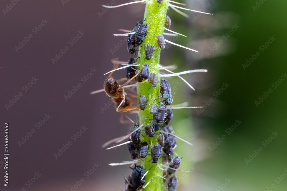 Naklejka premium Ameise mit Läusekolonie