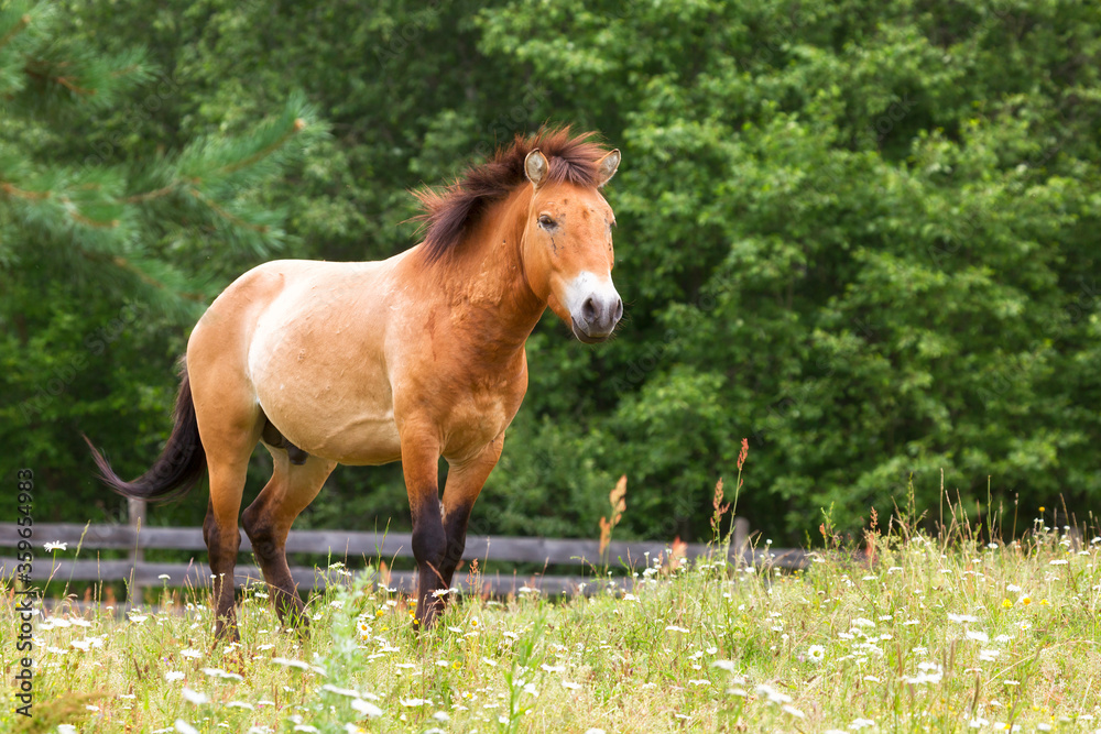 Fototapeta premium Przewalski's horse stands among the grass