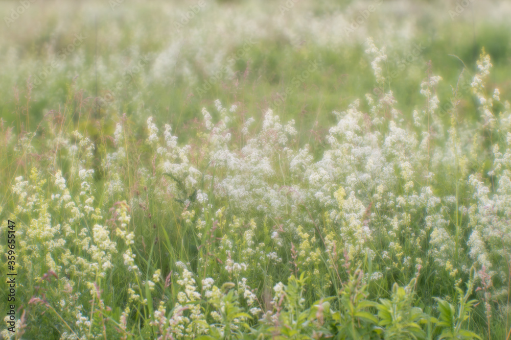 Blurred. Wild blooming summer meadow in the natural haze of soft lens. Natural background.